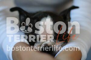 Boston Terrier mit geschlossenen Augen