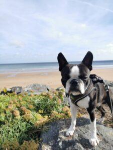 Haustier Hund Boston Terrier
