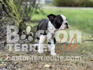 stehender Welpe Boston Terrier