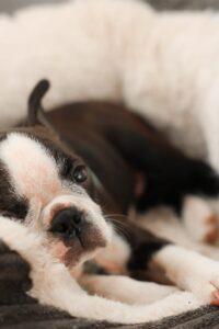 Welpe Boston Terrier zuckersüß