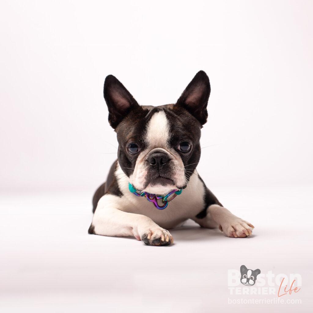 Boston Terrier Hund liegend