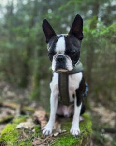 Boston Terrier in der Natur
