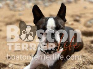Boston Terrier Fotos