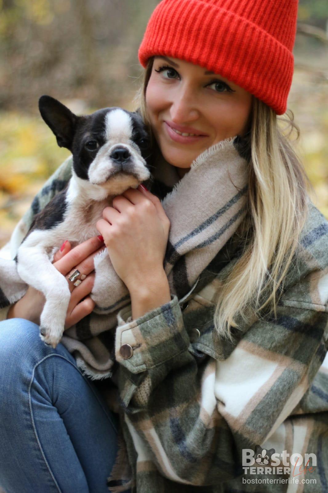 Boston Terrier kleiner Welpe