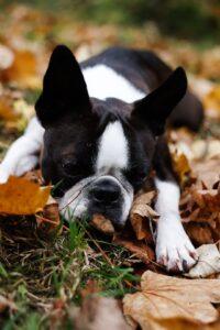 hundefotografie bayern boston terrier