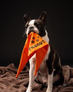 modeldog Boston Terrier