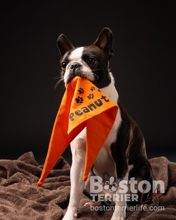 modeldog Boston Terrier