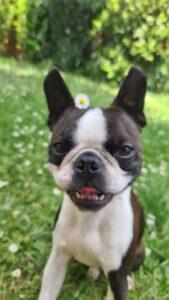 Wiese Boston Terrier