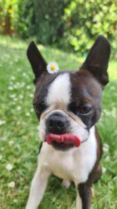 Boston Terrier Wiese