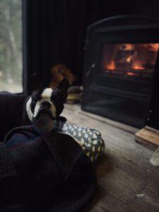 Kamin Boston Terrier