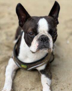Boston Terrier Strand