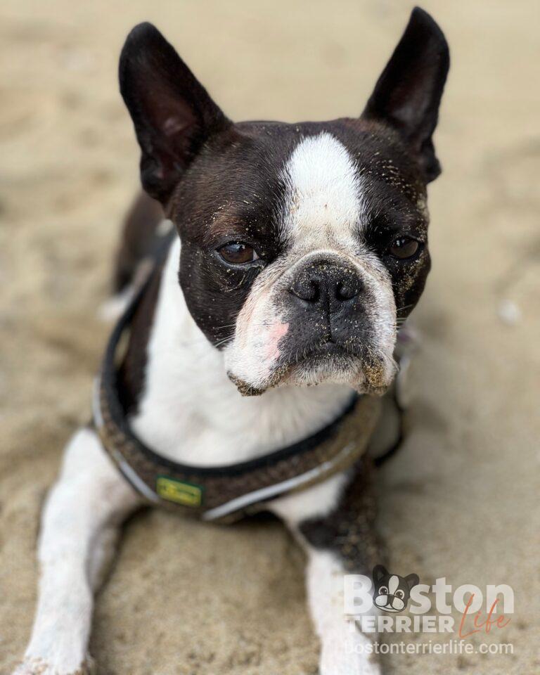 Boston Terrier Strand