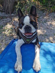 Boston Terrier am Strand