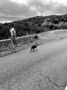 Boston Terrier an der Leine