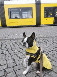 Boston Terrier Berlin