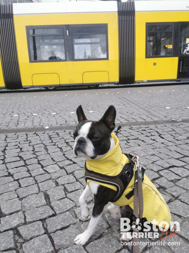 Boston Terrier Berlin