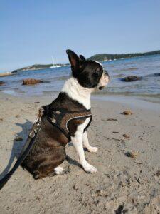Boston Terrier mit Geschirr