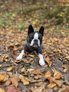dogoftheday boston terrier