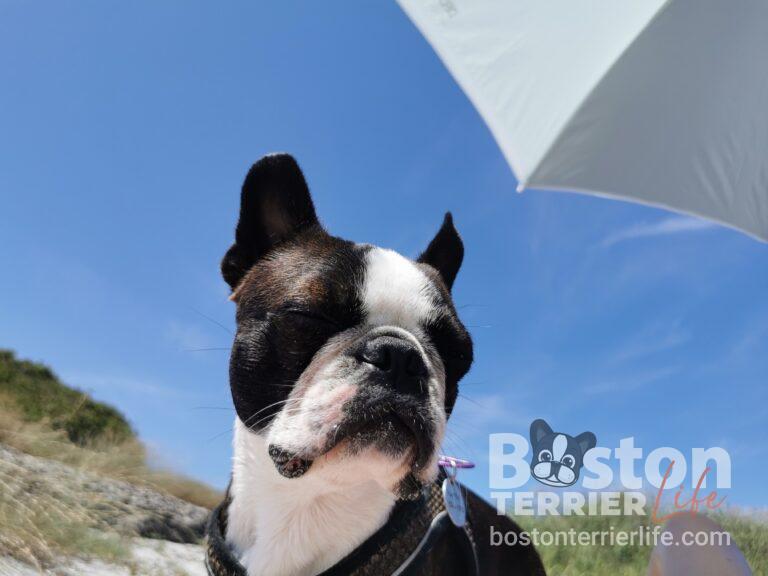 Hund am Meer