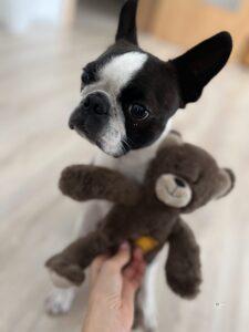 hundeshooting boston terrier