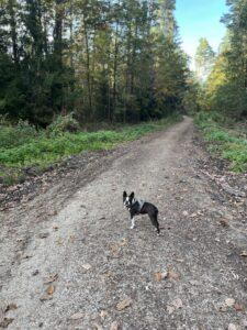Hundeversicherung, Tierschutzversicherung, AGILA, Boston Terrier, Versicherung Hund