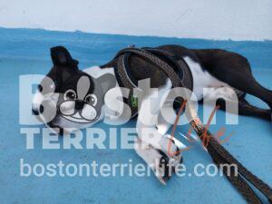 Liegender Boston Terrier