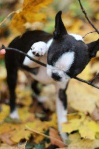 Niedlicher Boston Terrier