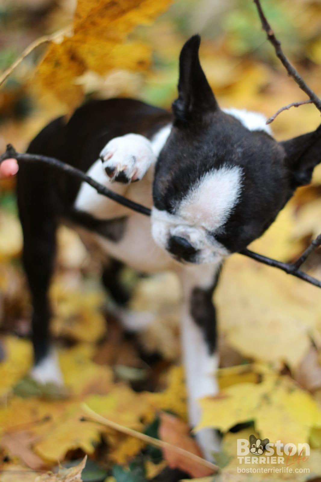 Lustige Boston Terrier Handtücher – Süße Herbst-Hunde Für Küche & Bad, Perfekt Als Geschenk Zu Weihnachten Oder Zum Einzug
