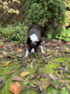 schnüffelnder Hund Boston Terrier