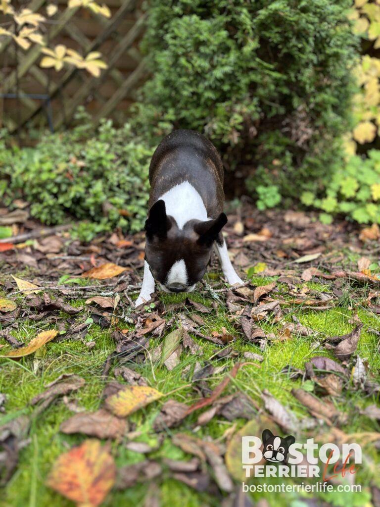 schnüffelnder Hund Boston Terrier