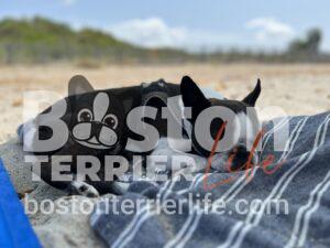 Strandurlaub Boston Terrier