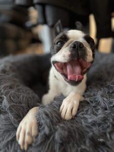 Müder Boston Terrier
