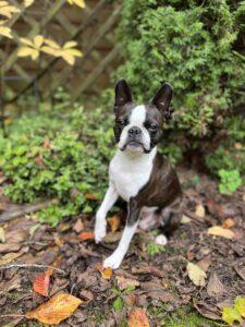 boston terrier natur