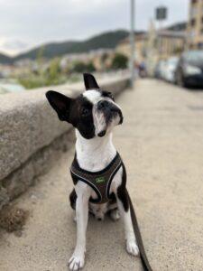dogphoto