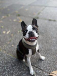 boston terrier glücklich