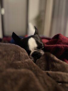 schlafender Hund