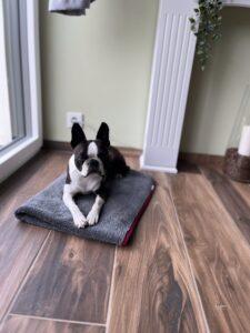 instadog boston terrier