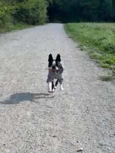 Rennender Hund