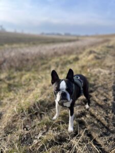Boston Terrier blöder Blick